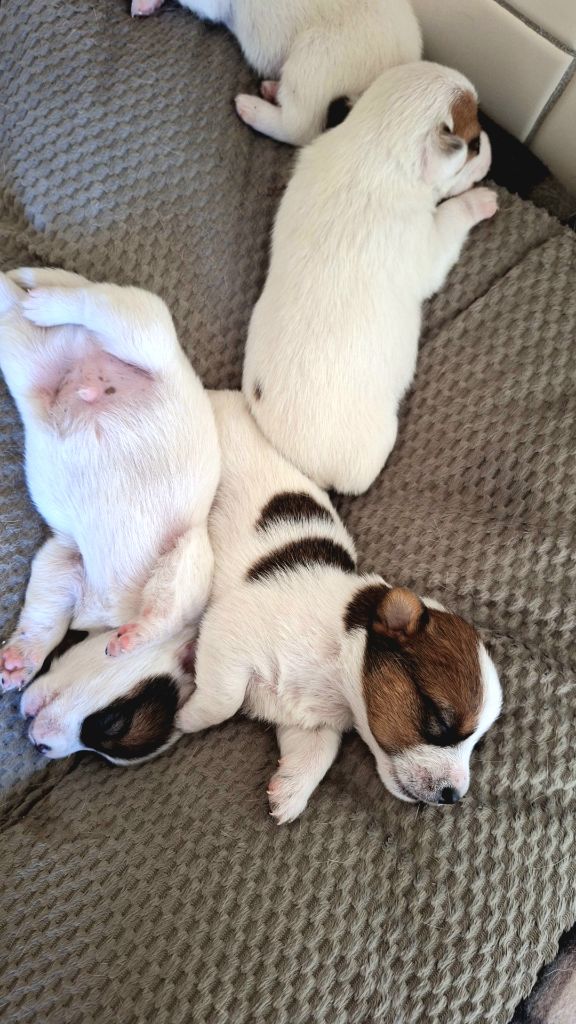 chiot Jack Russell Terrier Au Domaine De Saiko