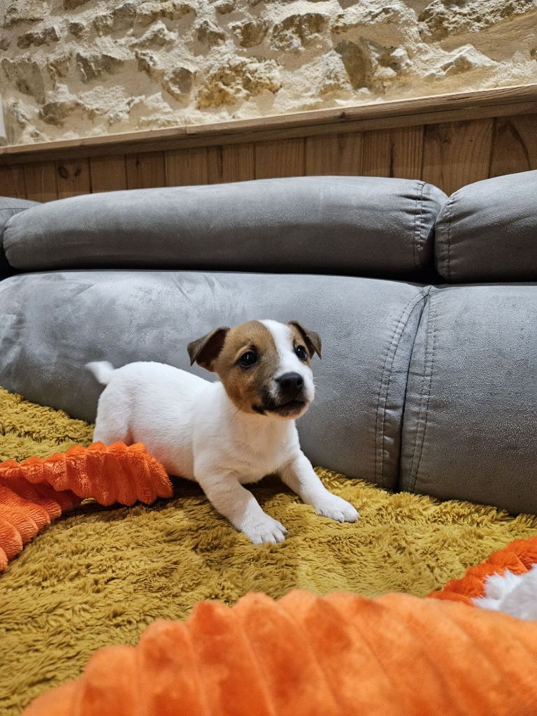 Au Domaine De Saiko - Chiot disponible  - Jack Russell Terrier