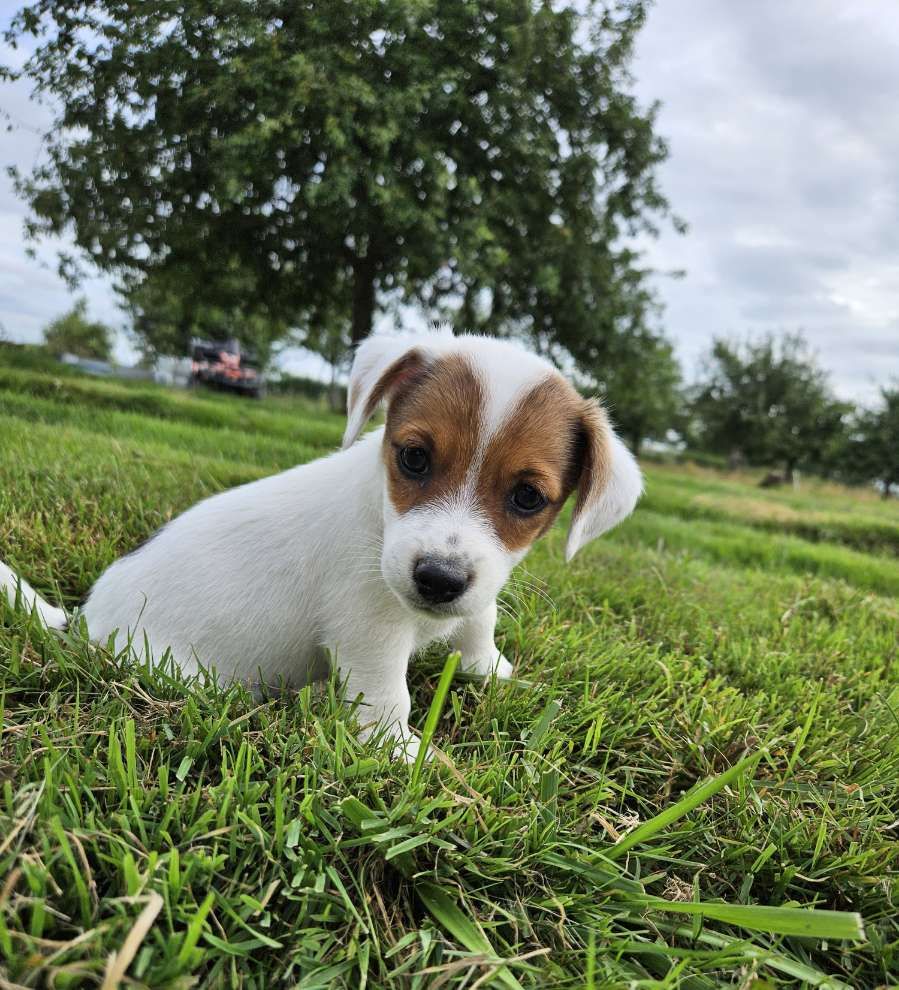 Au Domaine De Saiko - Chiot disponible  - Jack Russell Terrier