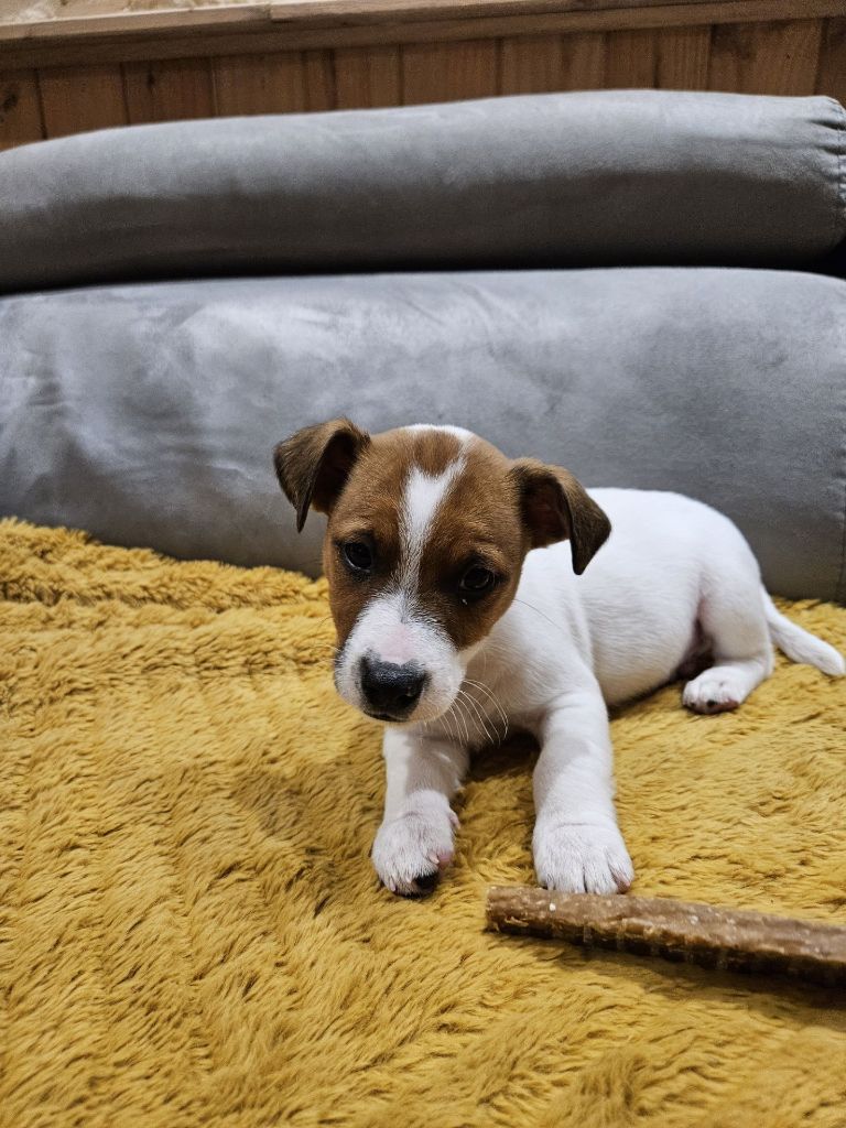 Au Domaine De Saiko - Chiot disponible  - Jack Russell Terrier