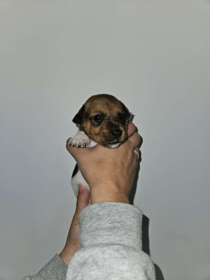 Au Domaine De Saiko - Chiot disponible  - Jack Russell Terrier