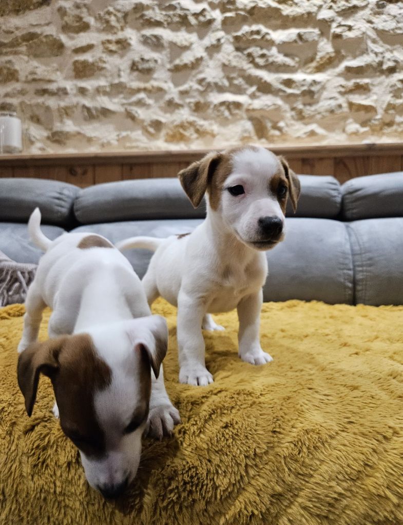 Au Domaine De Saiko - Chiot disponible  - Jack Russell Terrier