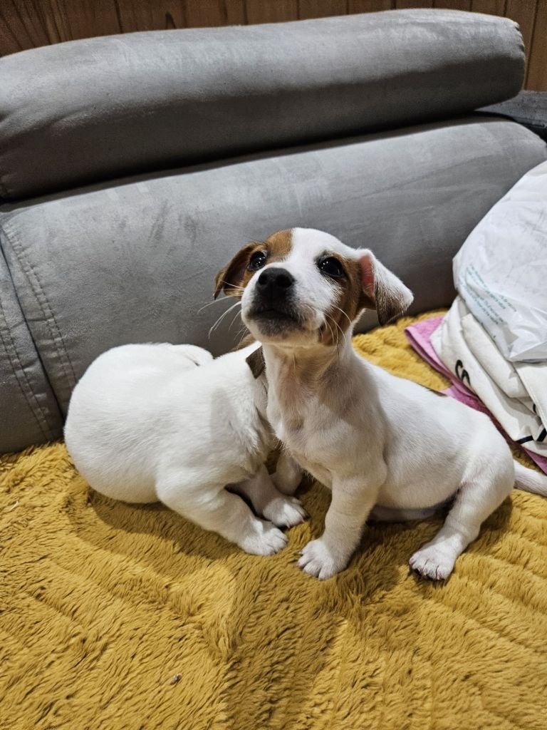 Au Domaine De Saiko - Chiot disponible  - Jack Russell Terrier