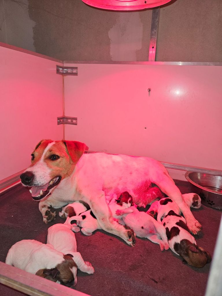 chiot Jack Russell Terrier Au Domaine De Saiko