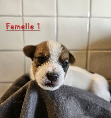 Femelle 1