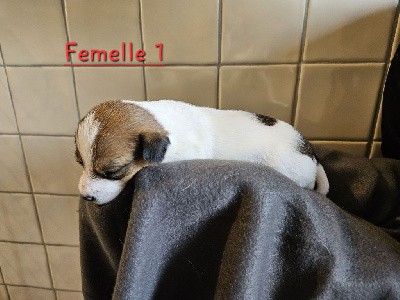 Femelle 1