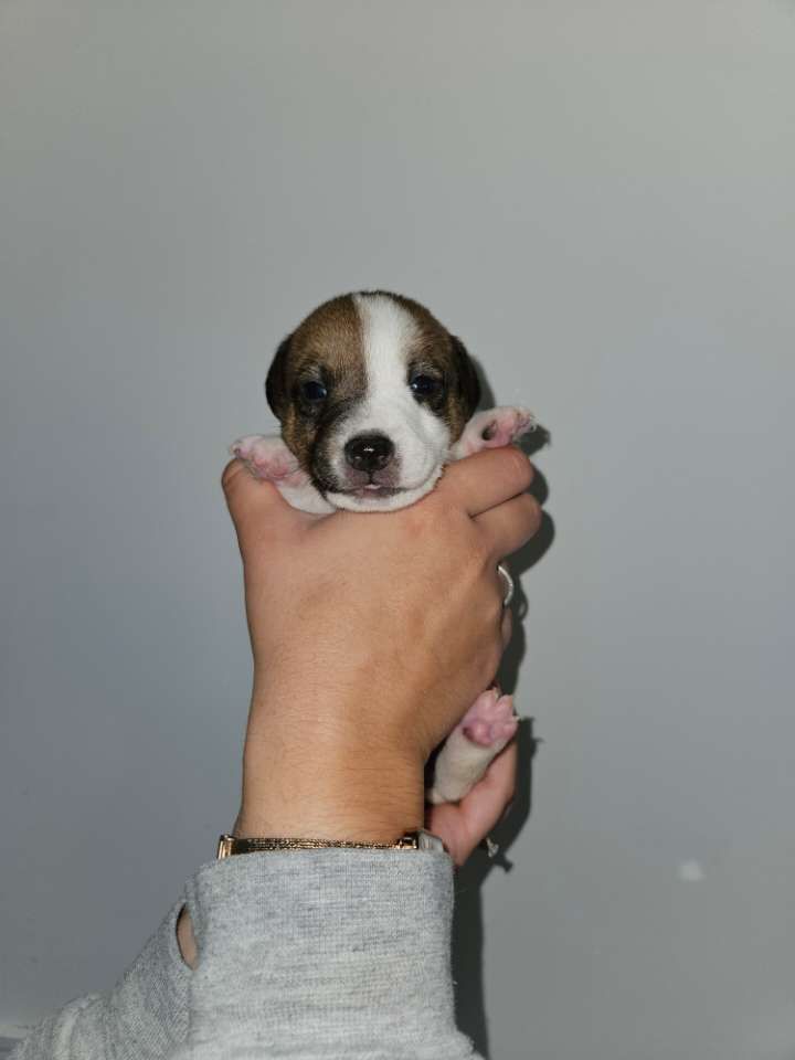 Au Domaine De Saiko - Chiot disponible  - Jack Russell Terrier