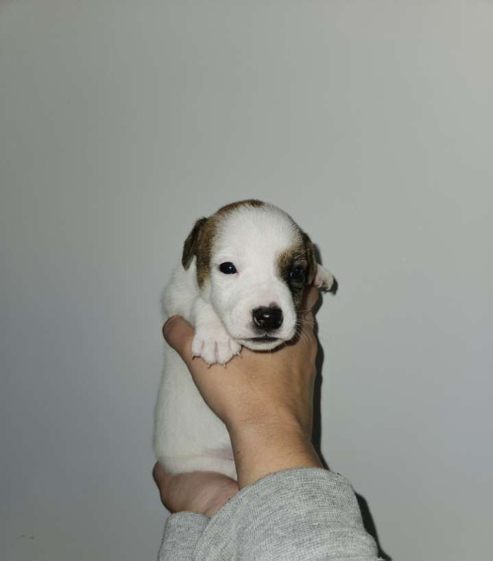 Au Domaine De Saiko - Chiot disponible  - Jack Russell Terrier