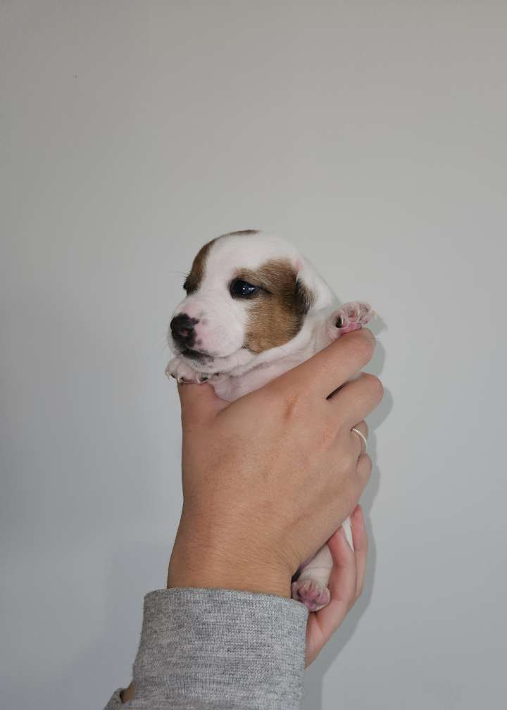 Au Domaine De Saiko - Chiot disponible  - Jack Russell Terrier