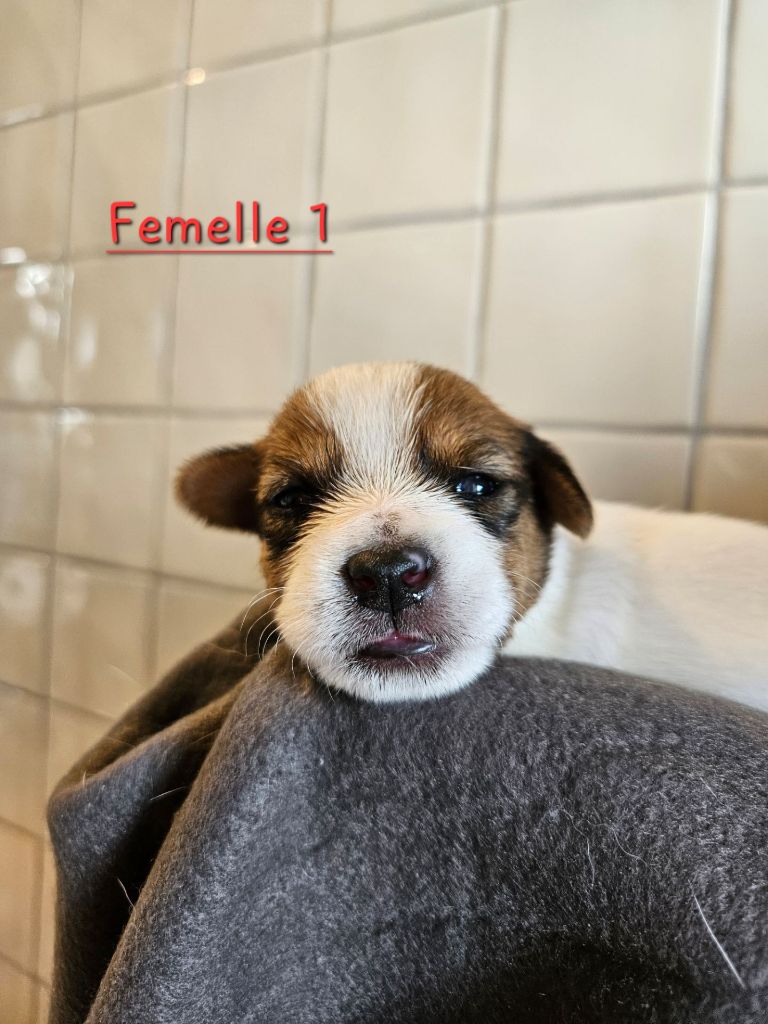 Au Domaine De Saiko - Chiots disponibles - Jack Russell Terrier