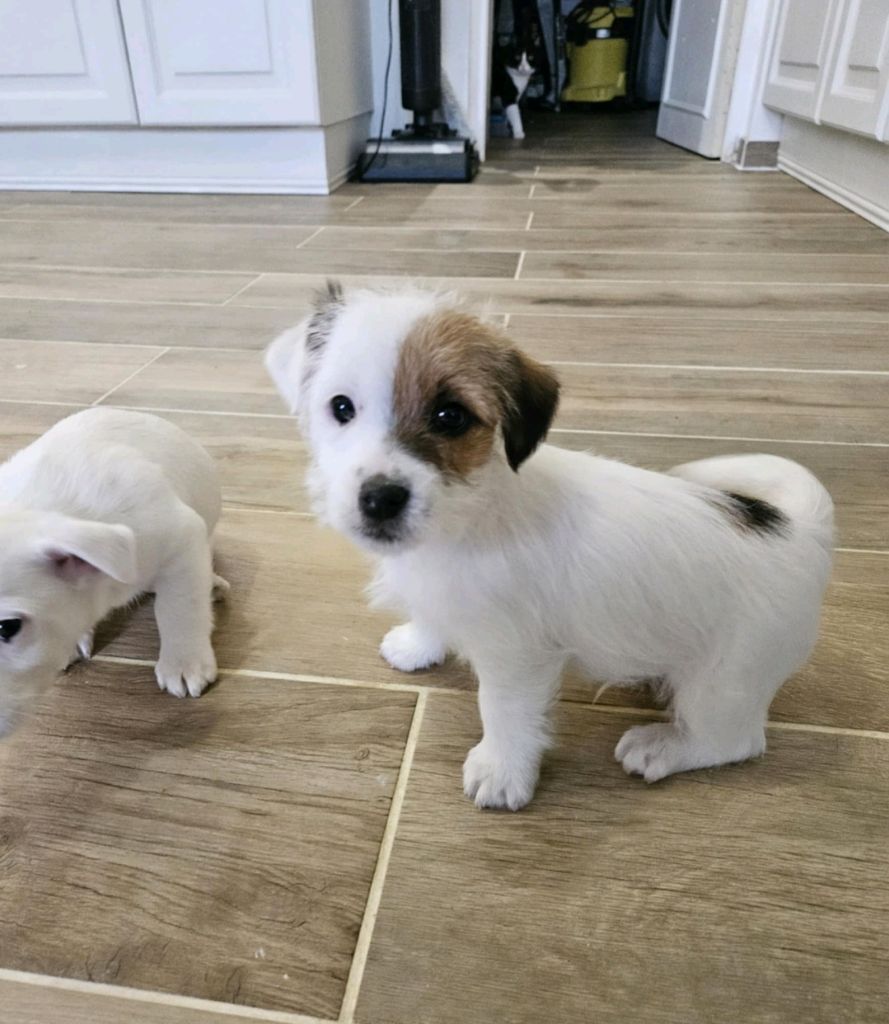 Au Domaine De Saiko - Chiots disponibles - Jack Russell Terrier