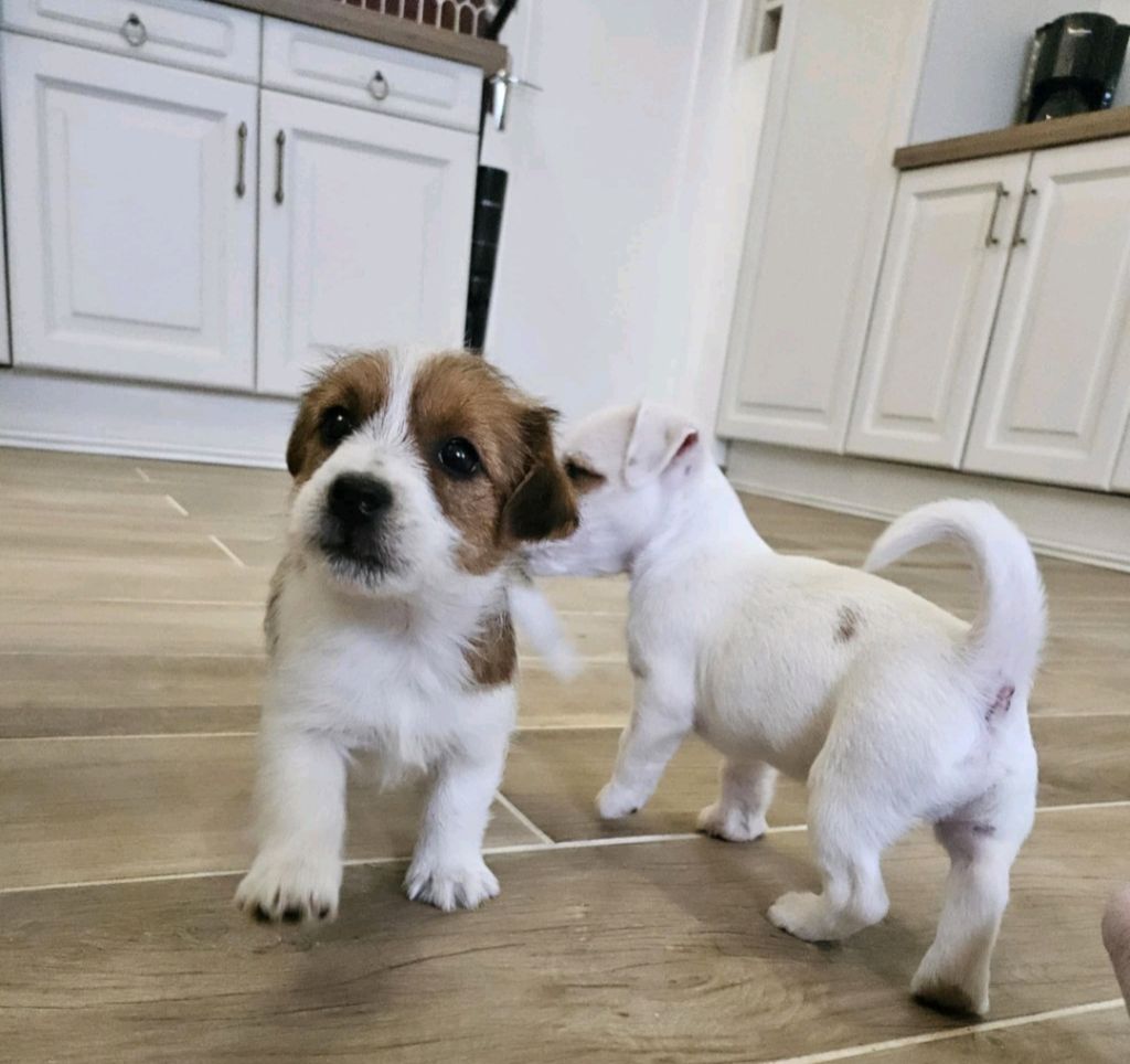 Au Domaine De Saiko - Chiots disponibles - Jack Russell Terrier