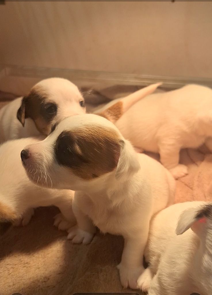 Chiot Jack Russell Terrier Au Domaine De Saiko